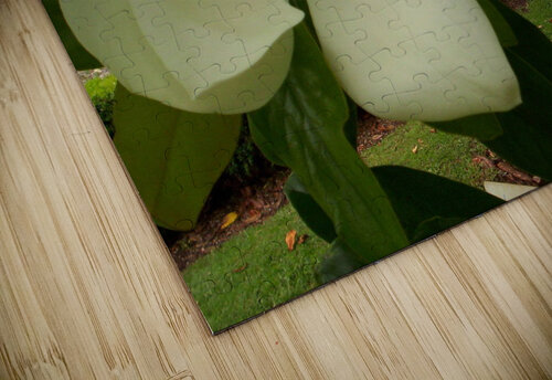 Magnolia dreaming Ivanka Jane WALKER puzzle