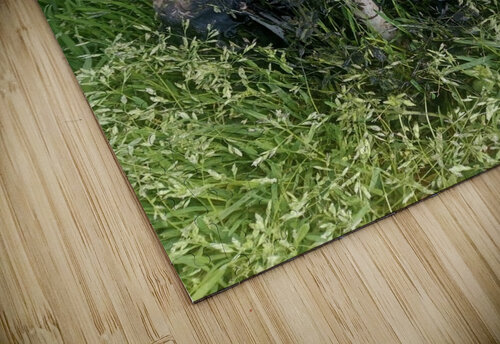 Decay  Ivanka Jane WALKER puzzle