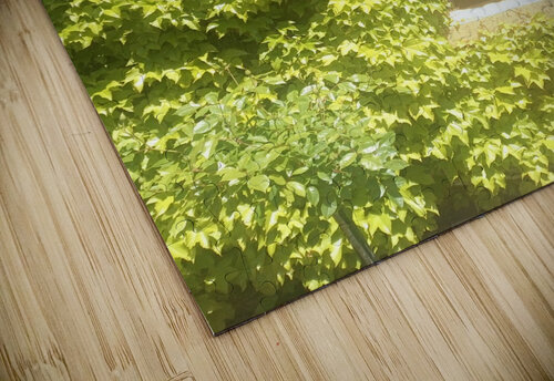 Spring Vines Ivanka Jane WALKER puzzle