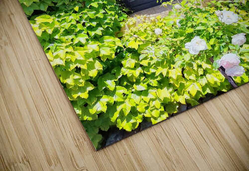 Spring Vines IV Ivanka Jane WALKER puzzle