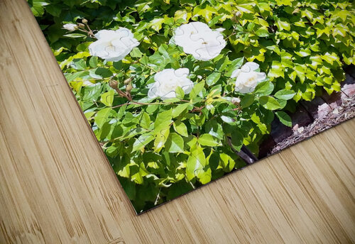 Spring Vines V Ivanka Jane WALKER puzzle