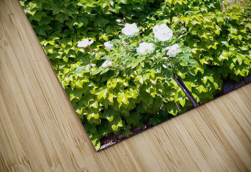 Spring Vines VI Ivanka Jane WALKER puzzle