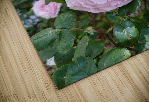 Pink Rose  Ivanka Jane WALKER puzzle