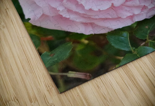 Pink Rose II Ivanka Jane WALKER puzzle