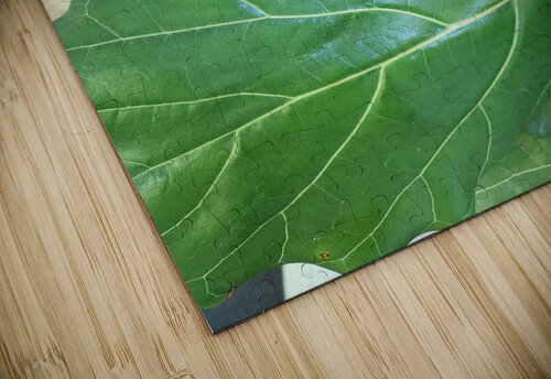 Fiddle Leaf Ivanka Jane WALKER puzzle