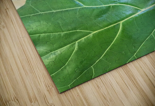 Fiddle Leaf II Ivanka Jane WALKER puzzle