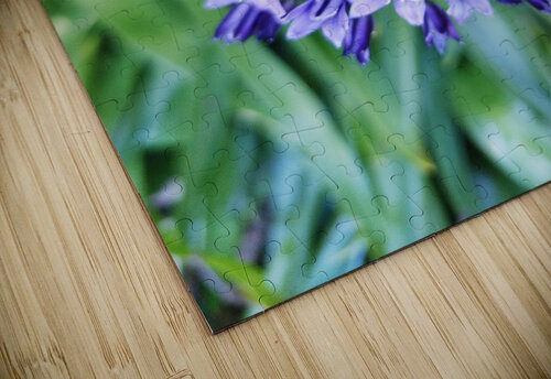 Purple Pash Ivanka Jane WALKER puzzle