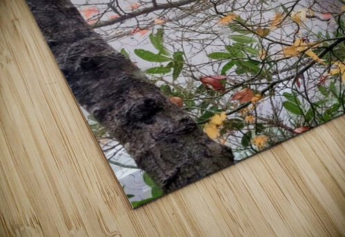 Foggy Frame Ivanka Jane WALKER puzzle