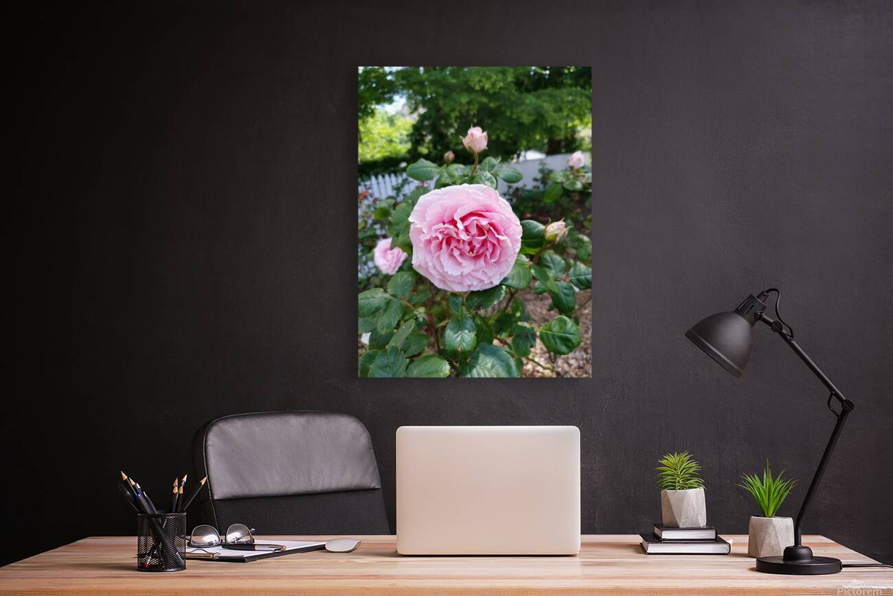 Pink Rose  Reproduction