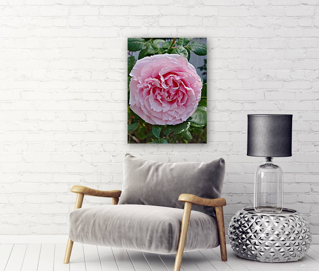 Pink Rose II Reproduction