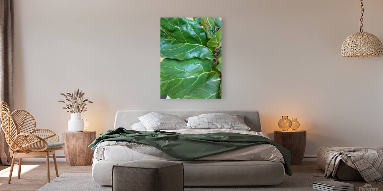 Fiddle Leaf Reproduction