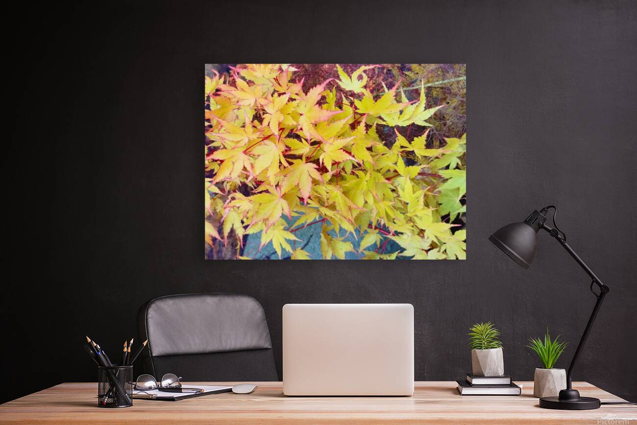 Japanese Maple Reproduction
