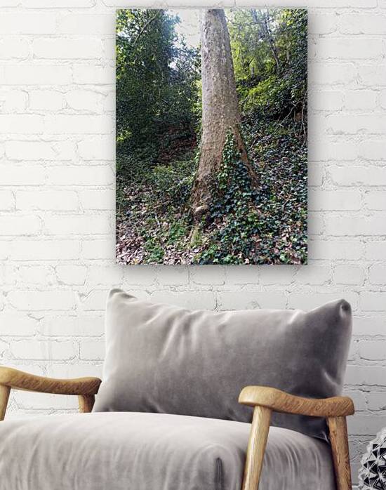 Plane Tree Camouflage & Ivy by Ivanka Jane WALKER