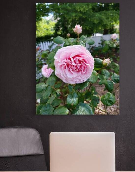 Pink Rose  by Ivanka Jane WALKER