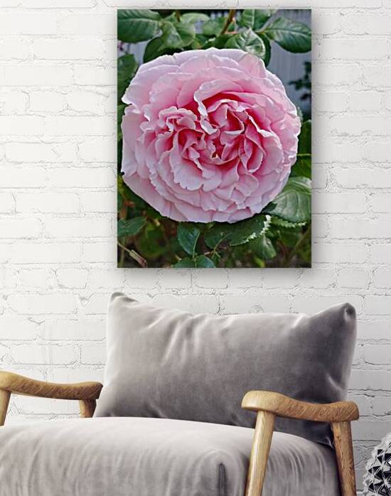 Pink Rose II by Ivanka Jane WALKER