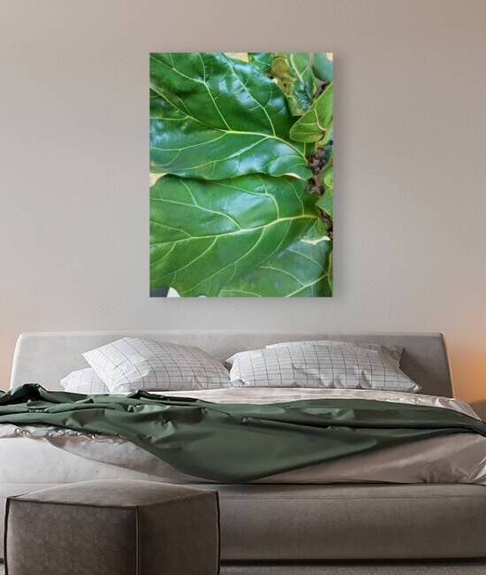 Fiddle Leaf by Ivanka Jane WALKER