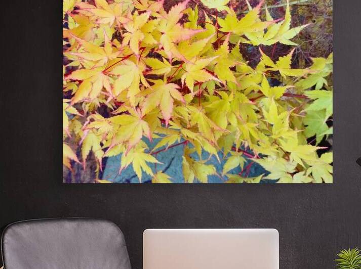 Japanese Maple by Ivanka Jane WALKER