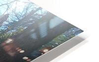 Winter Sun HD Metal print