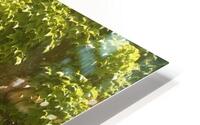 Spring Vines HD Metal print