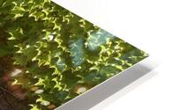 Spring Vines II HD Metal print