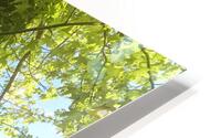 Ivy Ladder HD Metal print
