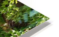 Spring Vines V HD Metal print