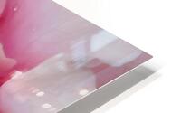 Pink Rose III HD Metal print