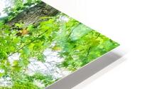 Green Leaves HD Metal print
