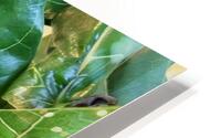 Fiddle Leaf HD Metal print