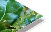Fiddle Leaf II HD Metal print