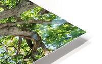 Prehistoric HD Metal print