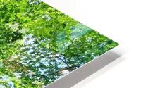 Pretty Path HD Metal print