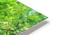 Oak Giant HD Metal print