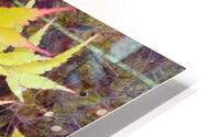 Japanese Maple HD Metal print