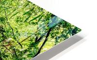 Bamboo Legs HD Metal print