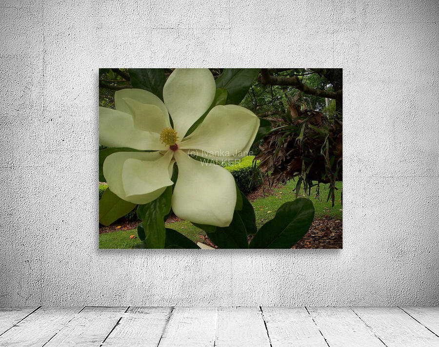Magnolia dreaming Wall Preview
