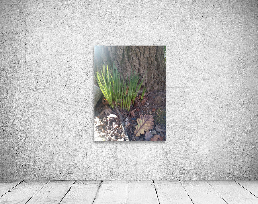 Acorn Leaf Wall Preview