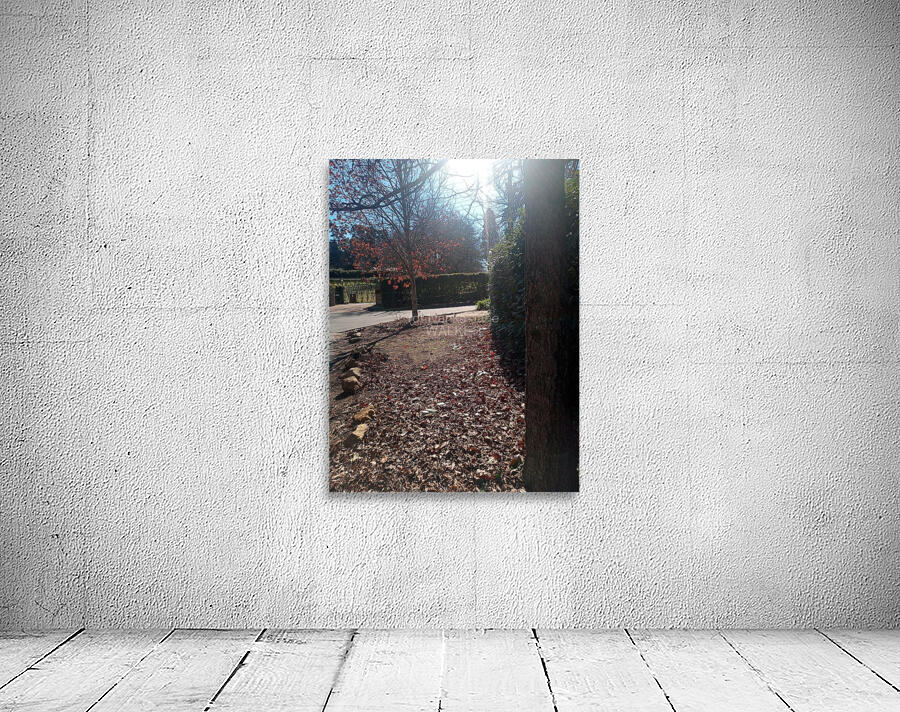 Winter Sun Wall Preview