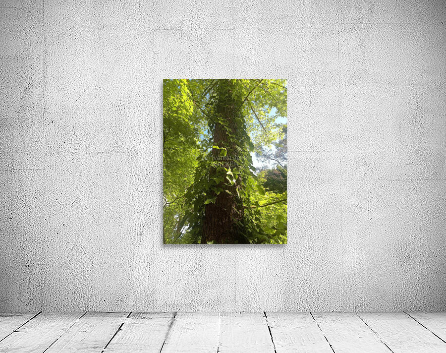 Ivy Ladder Wall Preview