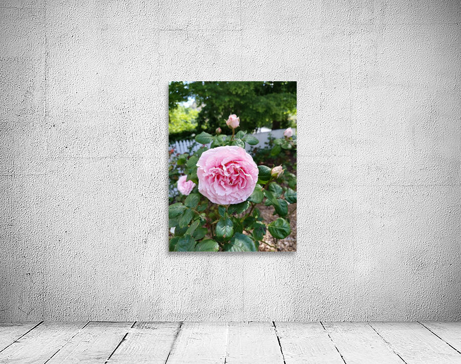 Pink Rose  Wall Preview