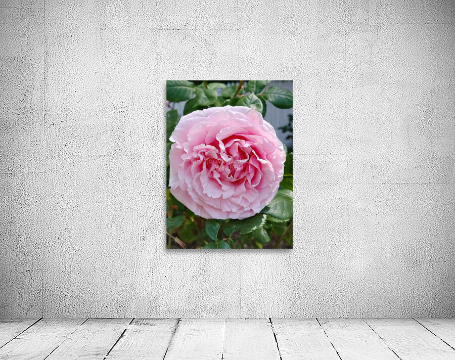 Pink Rose II Wall Preview