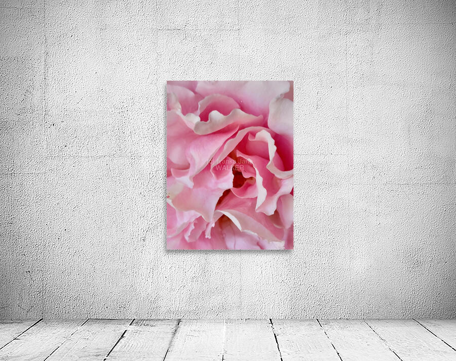 Pink Rose III Wall Preview
