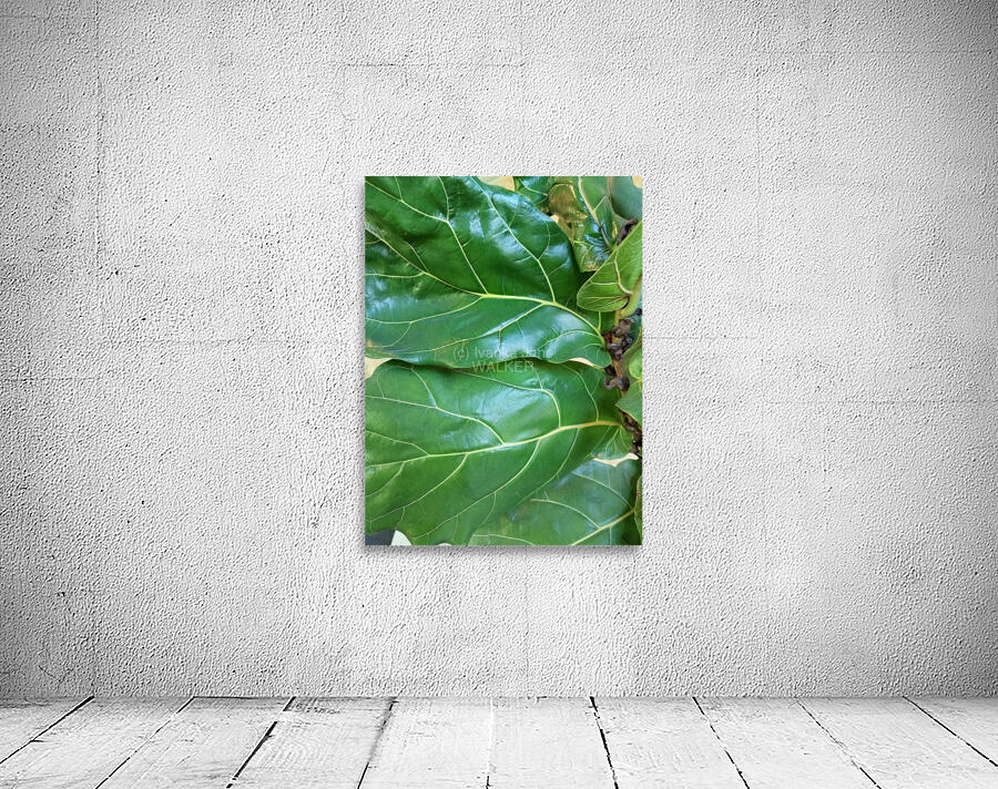 Fiddle Leaf Wall Preview