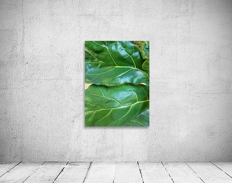 Fiddle Leaf II Wall Preview