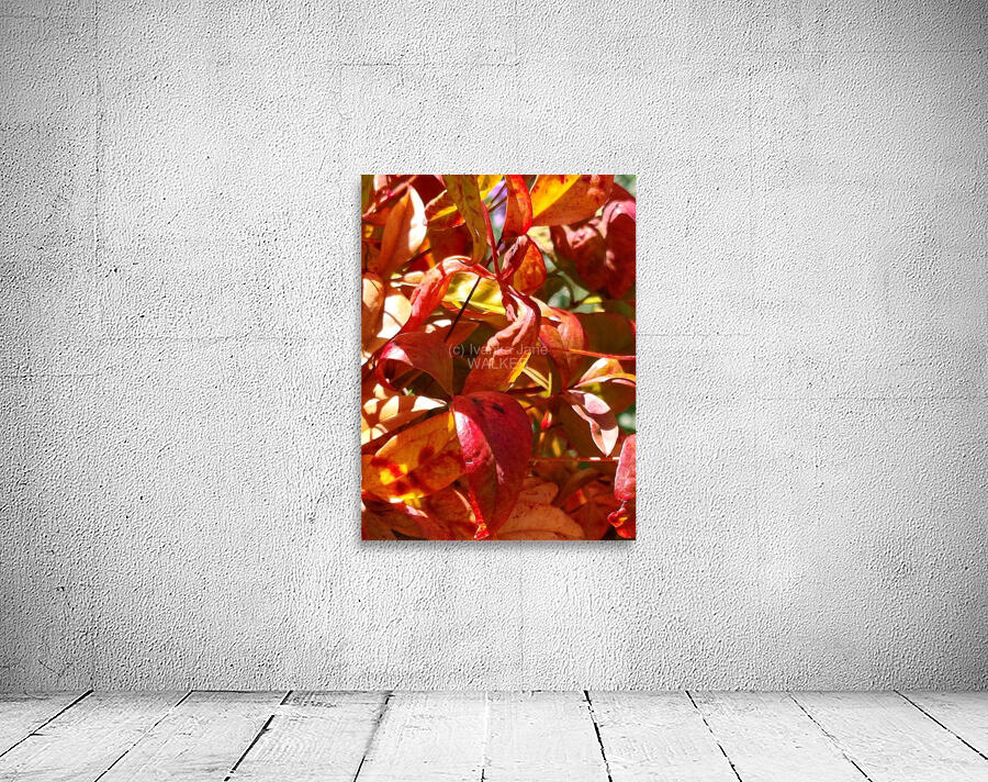 Callistemon Wall Preview