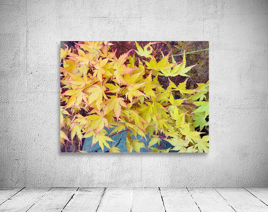 Japanese Maple Wall Preview