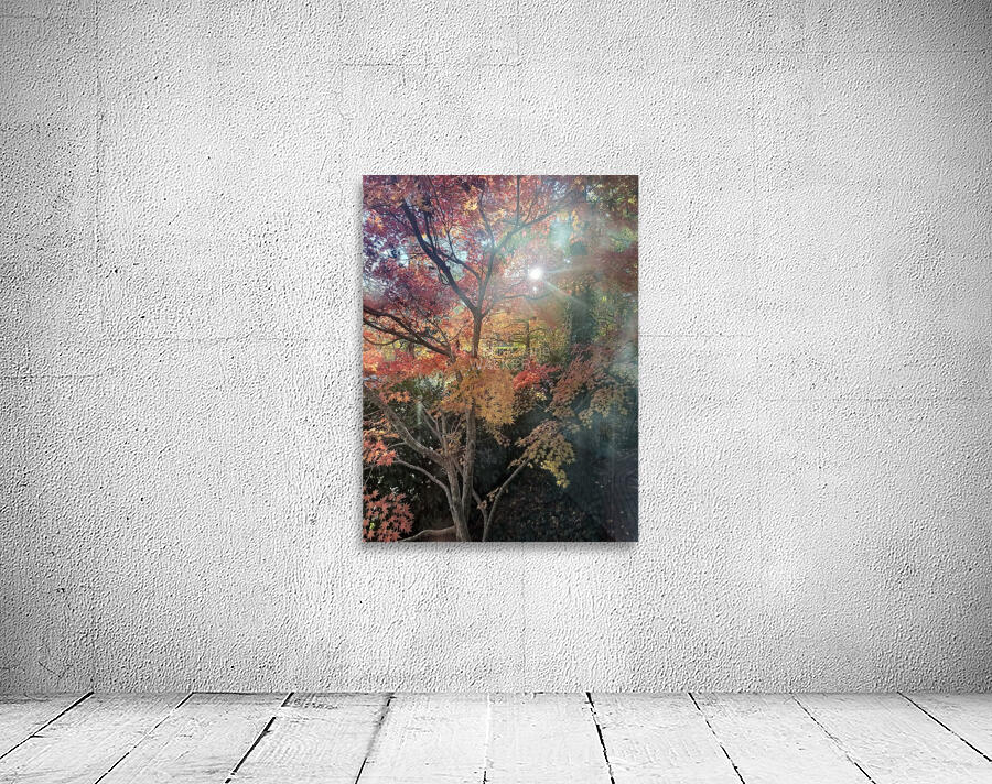 Maple Light IV Wall Preview