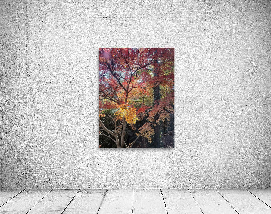 Maple light Wall Preview