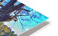 WeatheredCypress1122tp HD Metal print