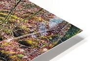 BeeBranchFalls0223.1 HD Metal print